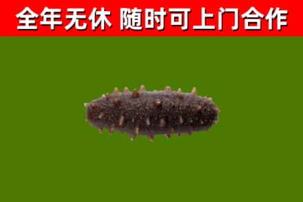 吴兴区回收海参干